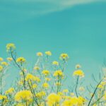 Yellow Flowers on a Summer Day